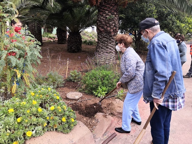 Una mujer y un hombre mayores proceden a plantar plantas autóctonas en un parque de La Laguna.